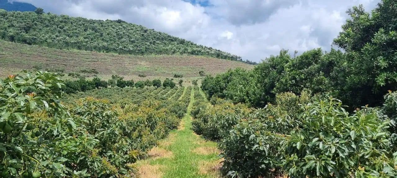 Rows of avocado trees on a hillside farm under a cloudy sky